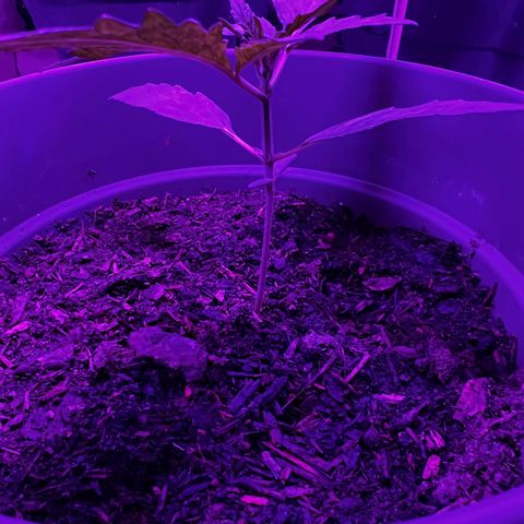 Royal Bluematic growlog timeline photo