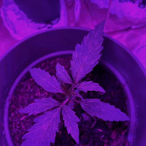Royal Bluematic growlog timeline photo