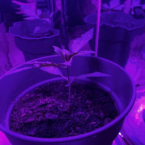 Royal Bluematic growlog timeline photo