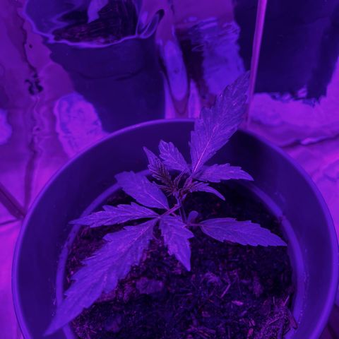 Royal Bluematic growlog timeline photo
