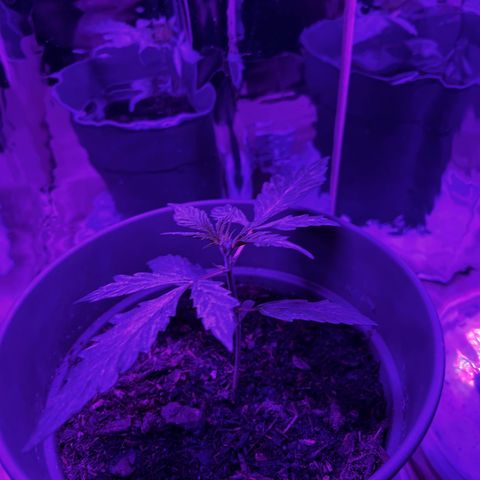 Royal Bluematic growlog timeline photo