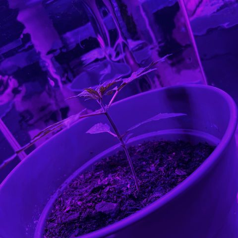 Royal Bluematic growlog timeline photo