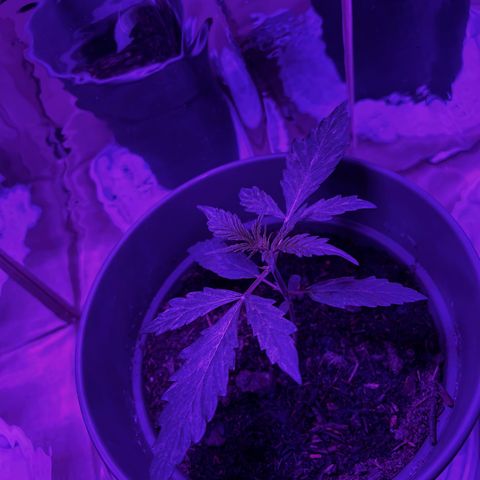 Royal Bluematic growlog timeline photo