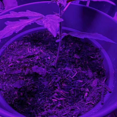 Royal Bluematic growlog timeline photo