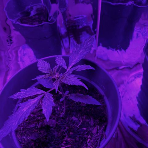 Royal Bluematic growlog timeline photo