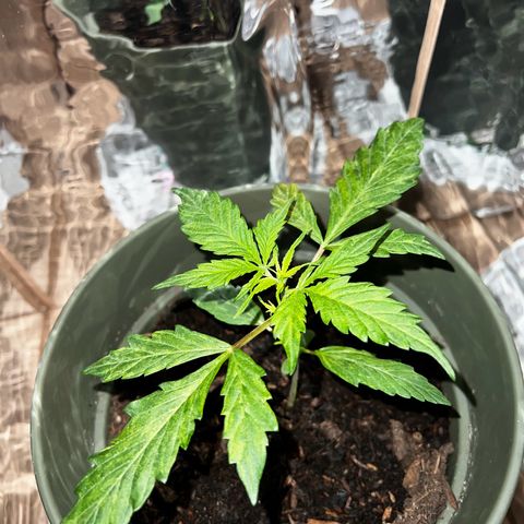 Royal Bluematic growlog timeline photo