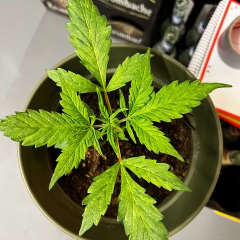 Royal Bluematic growlog timeline photo