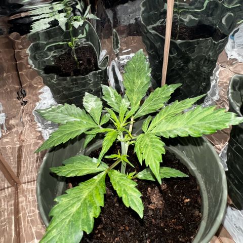 Royal Bluematic growlog timeline photo