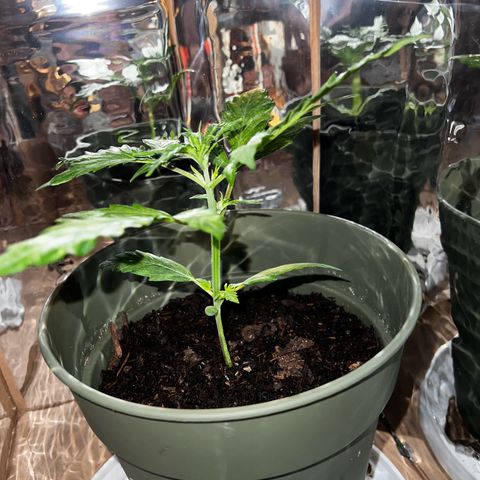 Royal Bluematic growlog timeline photo