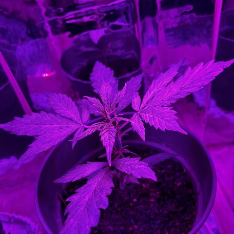 Royal Bluematic growlog timeline photo