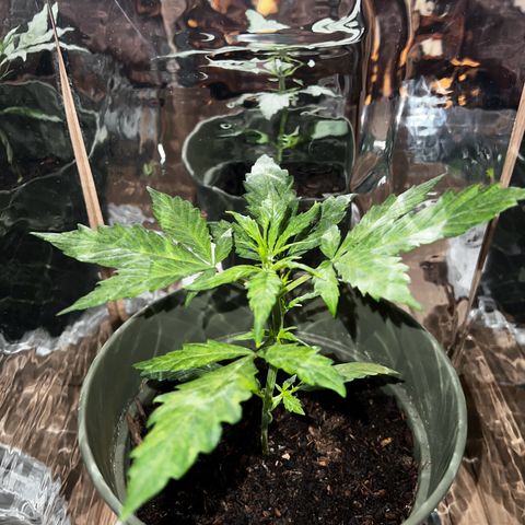 Royal Bluematic growlog timeline photo