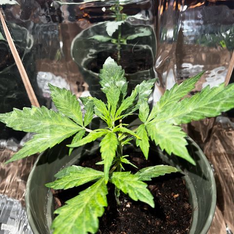Royal Bluematic growlog timeline photo