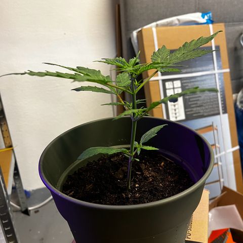 Royal Bluematic growlog timeline photo