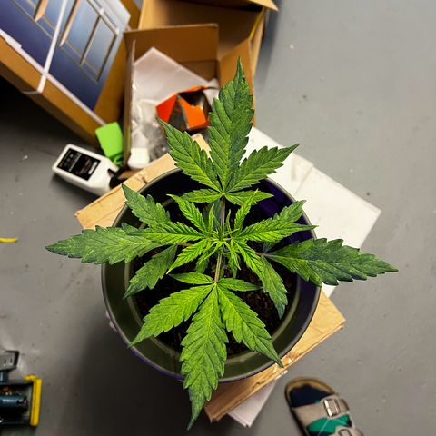 Royal Bluematic growlog timeline photo