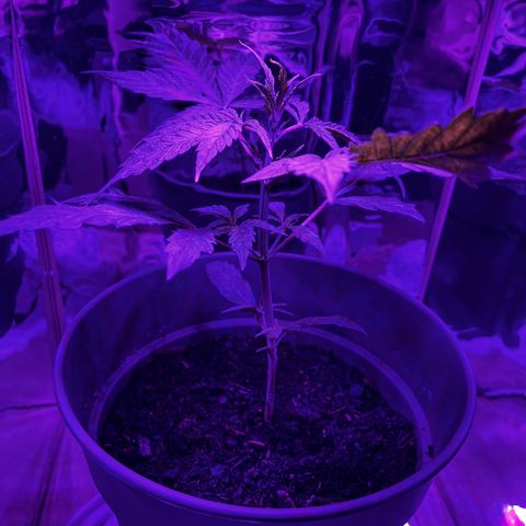 Royal Bluematic growlog timeline photo