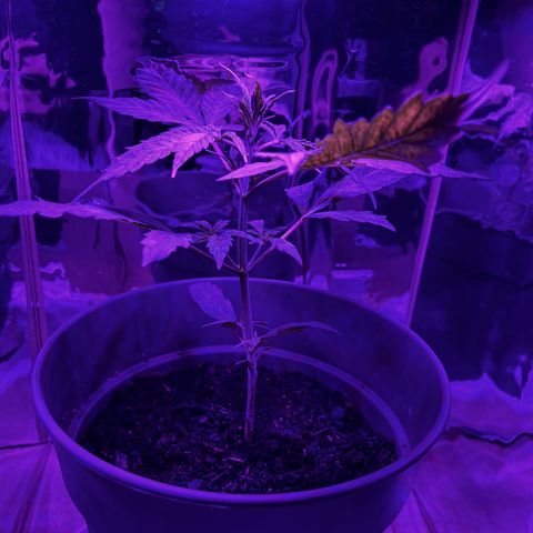 Royal Bluematic growlog timeline photo