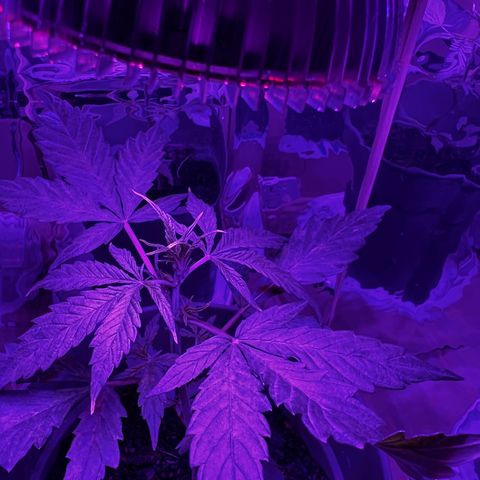 Royal Bluematic growlog timeline photo