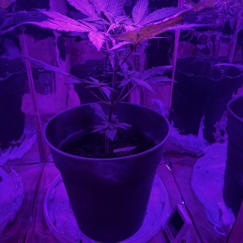Royal Bluematic growlog timeline photo
