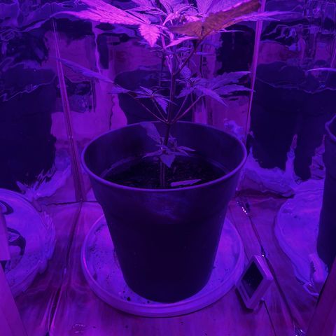 Royal Bluematic growlog timeline photo