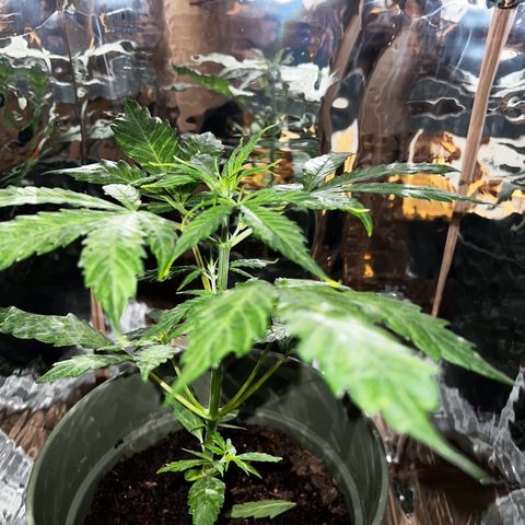 Royal Bluematic growlog timeline photo