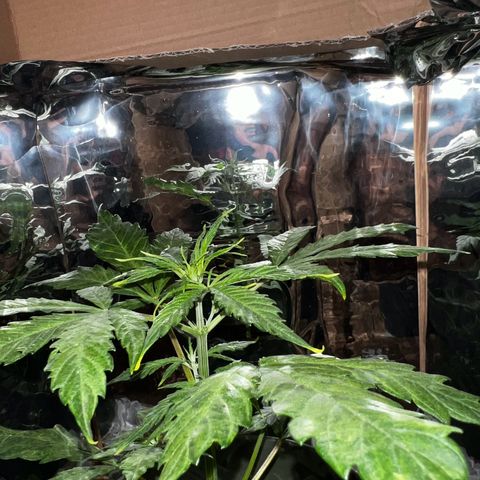 Royal Bluematic growlog timeline photo