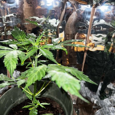 Royal Bluematic growlog timeline photo