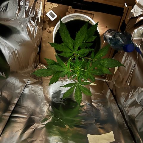 Royal Bluematic growlog timeline photo