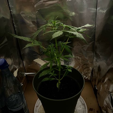 Royal Bluematic growlog timeline photo