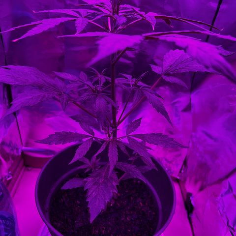 Royal Bluematic growlog timeline photo