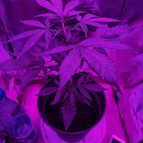 Royal Bluematic growlog timeline photo