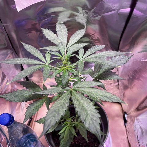 Royal Bluematic growlog timeline photo