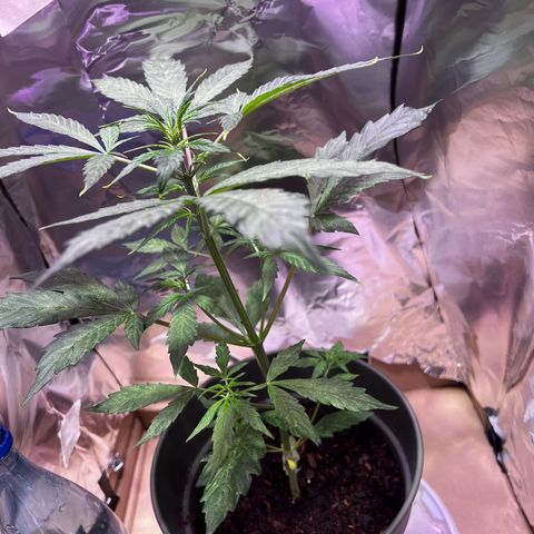 Royal Bluematic growlog timeline photo