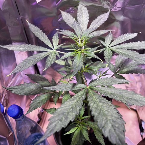 Royal Bluematic growlog timeline photo