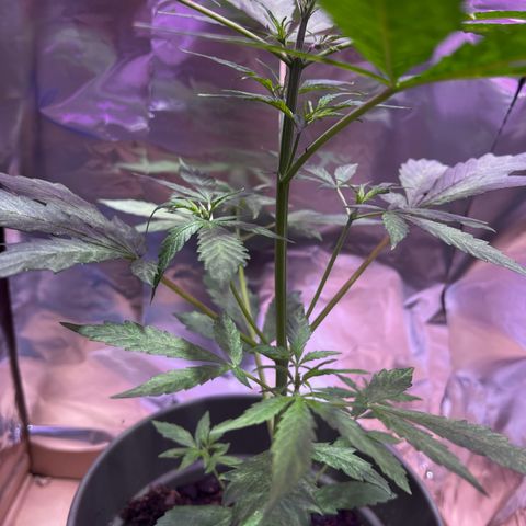 Royal Bluematic growlog timeline photo