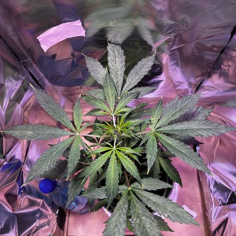 Royal Bluematic growlog timeline photo