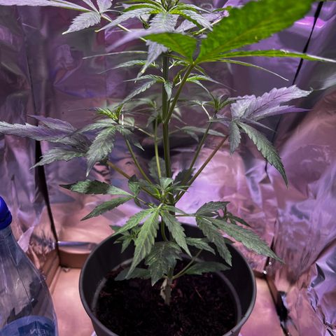 Royal Bluematic growlog timeline photo