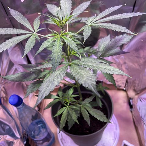 Royal Bluematic growlog timeline photo
