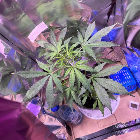 Royal Bluematic growlog timeline photo