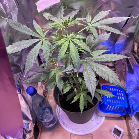 Royal Bluematic growlog timeline photo