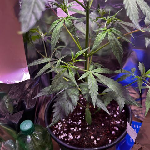 Royal Bluematic growlog timeline photo