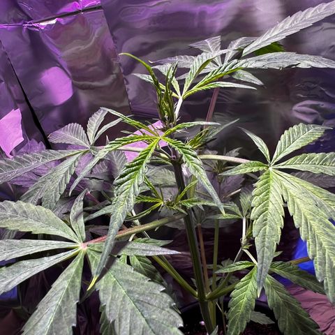 Royal Bluematic growlog timeline photo