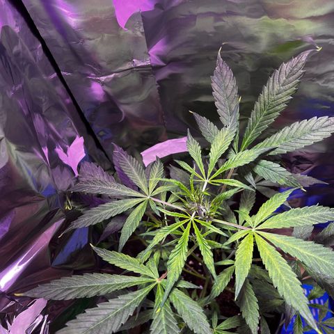 Royal Bluematic growlog timeline photo