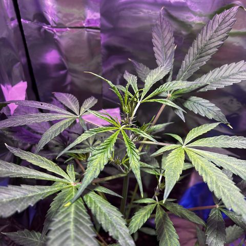 Royal Bluematic growlog timeline photo