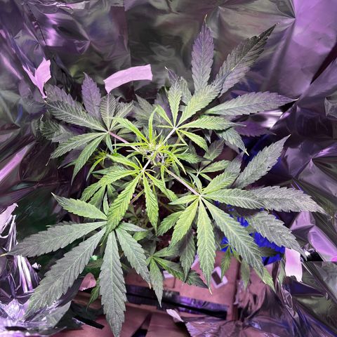 Royal Bluematic growlog timeline photo