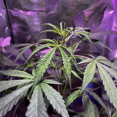 Royal Bluematic growlog timeline photo