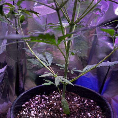 Royal Bluematic growlog timeline photo