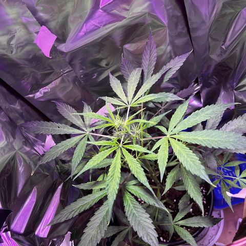Royal Bluematic growlog timeline photo