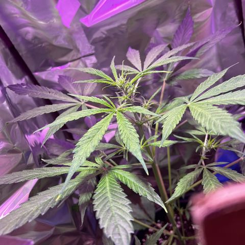 Royal Bluematic growlog timeline photo
