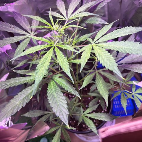 Royal Bluematic growlog timeline photo
