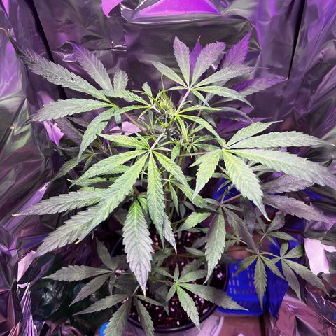 Royal Bluematic growlog timeline photo